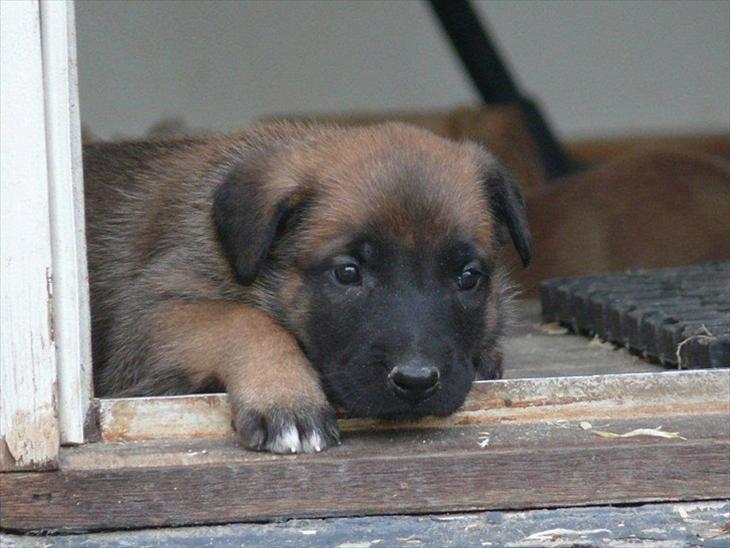 {{currentPhoto.altText}} billede {{currentPhoto.number}}