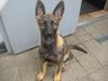 Schæferhund Scharif's B.Amy SOLGT [Tidl. hund]
