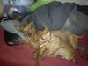 Dvaergpinscher my