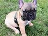 Fransk bulldog Muttley