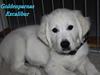 Golden retriever Goldenparnas Excalibur [Tidl. hund]