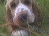 Cocker spaniel Bacio