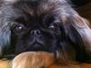 Pekingeser Lullu