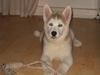 Siberian husky Novo