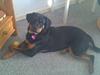 Rottweiler *Daisy