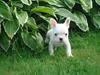 Fransk bulldog Yoda