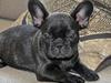 Fransk bulldog Baloo