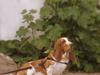 Basset hound Bertha