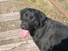 Labrador retriever Bosa