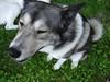 Alaskan husky Gizmo [ Himmelhund]