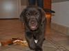 Labrador retriever HUMPHREY OMGEA DEN 3