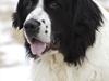 Landseer Arthos