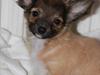 Chihuahua Sidney