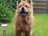 Chow chow Revel's Don Juan [ Himmelhund]