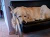 Golden retriever rufus