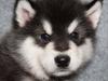 Alaskan malamute Czariks Koczmo (Luke) 