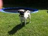 Mops Bailey
