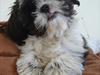Shih tzu Louie /Dexter