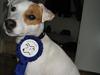 Jack russell terrier Hoba's Zandy af Lurifox