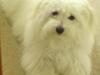 Coton de tulear Sonni