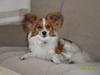 Papillon simba [ Himmelhund]