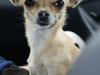 Chihuahua | Lulubell a´diva deluxe
