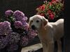 Golden retriever Bono