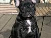 Fransk bulldog Öbarna's Lella Miss Lycke