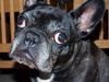 Fransk bulldog Bobulès Wanja