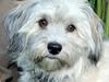 Bichon havanais | Carlos (Valborgs Xenius Xavier)