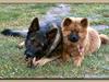 Schæferhund Vito R.I.P vild i fred. [ Himmelhund]