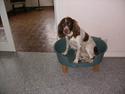 Engelsk springer spaniel Bella Mandø