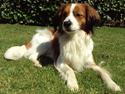 Kooikerhondje Ricko