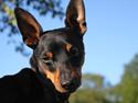 Dvaergpinscher Raul Morris M.