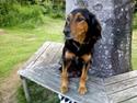 Gordon setter Bella