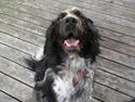Engelsk springer spaniel Rollo