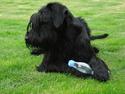 Riesenschnauzer Joey