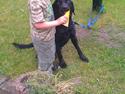 Labrador retriever Freja