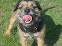 Border terrier Dalshøj´s Blue Diamond (Basse)