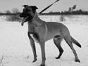 Malinois Daffy