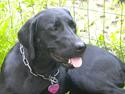 Labrador retriever FM1 Bella <3