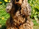Cocker spaniel Carla