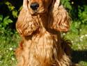 Cocker spaniel Famous Wood Cock's Lord Buckingham - Indy