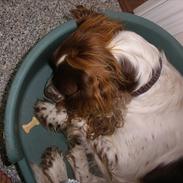 Engelsk springer spaniel Bella Mandø