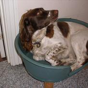 Engelsk springer spaniel Bella Mandø