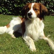 Kooikerhondje Ricko