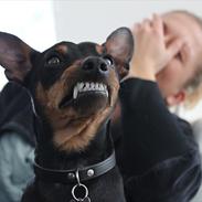 Dvaergpinscher Raul Morris M.