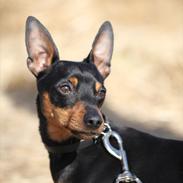 Dvaergpinscher Raul Morris M.