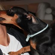 Dvaergpinscher Raul Morris M.