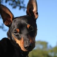 Dvaergpinscher Raul Morris M.